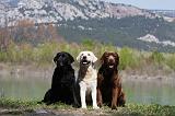 LABRADOR 1019